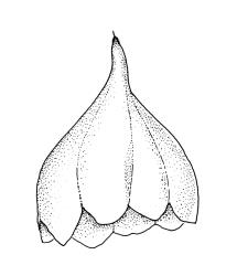 Goniomitrium acuminatum, calyptra. Drawn from S. Berggren 1405, CHR 573734, and Australian isotype, J. Drummond 6, CHR 620600.
 Image: R.C. Wagstaff © Landcare Research 2019 CC BY 3.0 NZ